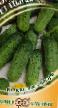 Cucumbers  Cygan F1 grade Photo