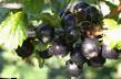 Френско грозде сортове Гамма снимка и характеристики