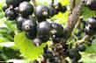 Френско грозде  Серенада сорт снимка