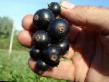 Френско грозде сортове Блакестон снимка и характеристики