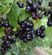 Френско грозде сортове Селеченская снимка и характеристики