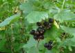 Френско грозде сортове Изюмная  снимка и характеристики
