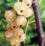 Vinbär sorter Belaya feya (Almaznaya)  Fil och egenskaper