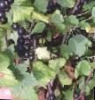 Френско грозде сортове Велой (Ленинградская сладкая) снимка и характеристики