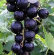 Vinbär sorter Golubichka Fil och egenskaper