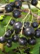 Vinbär sorter Zhemchuzhina Fil och egenskaper