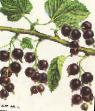 Vinbär sorter Izmajjlovskaya Fil och egenskaper