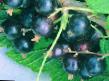 Vinbär sorter Minajj Shmyrev (Batka Minajj) Fil och egenskaper