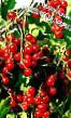 Френско грозде сортове Джонкер-ван-тетс снимка и характеристики
