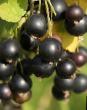 Vinbär sorter Kalinovka Fil och egenskaper