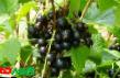Френско грозде  Белорусочка сорт снимка