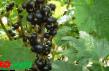 Френско грозде  Клуссоновская сорт снимка