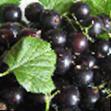 Френско грозде сортове Маяк  снимка и характеристики
