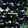 Френско грозде  Титания сорт снимка