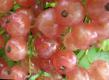 Френско грозде сортове Прыгажуня снимка и характеристики