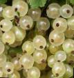 Vinbär sorter Smolyaninovskaya Fil och egenskaper