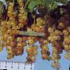 Френско грозде сортове Голландская белая снимка и характеристики