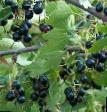 Vinbär sorter Alga Fil och egenskaper