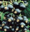 Френско грозде  Бен Ломонд сорт снимка