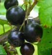 Френско грозде сортове Глобус снимка и характеристики