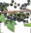 Vinbär sorter Kipiana Fil och egenskaper