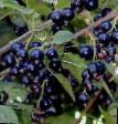 Vinbär sorter Litvinovskaya Fil och egenskaper