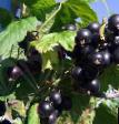 Vinbär sorter Podarok zapolyarya Fil och egenskaper