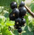 Vinbär  Chernavka  sort Fil