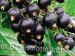 Френско грозде сортове Верность снимка и характеристики