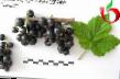 Френско грозде сортове Агата снимка и характеристики