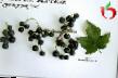 Френско грозде сортове Подарок Кузиору снимка и характеристики