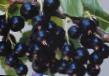 Френско грозде  Зеленая дымка сорт снимка