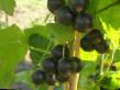 Френско грозде сортове Экзотика снимка и характеристики