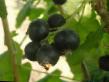 Vinbär sorter Nestor Kozin Fil och egenskaper