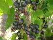 Френско грозде  Украинка сорт снимка
