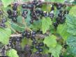Френско грозде сортове Глариоза снимка и характеристики