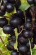 Френско грозде сортове Перун снимка и характеристики