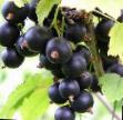 Френско грозде сортове Черный Жемчуг снимка и характеристики