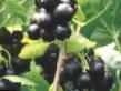 Френско грозде сортове Дачница снимка и характеристики