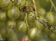 Френско грозде сортове Верне снимка и характеристики
