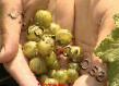 Френско грозде  Изумрудное Ожерелье сорт снимка