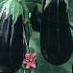 Eggplant varieties Kometa Photo and characteristics