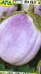 une aubergine  Rotonda Byanka l'espèce Photo