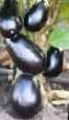 Eggplant  Antracit F1 grade Photo
