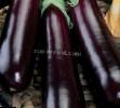Eggplant varieties Avan F1 Photo and characteristics