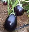 Eggplant varieties Perfekshen F1 Photo and characteristics