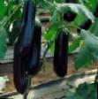 Eggplant varieties NajjtLedi F1 Photo and characteristics