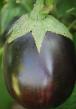 Eggplant varieties Shokoladnyjj Photo and characteristics