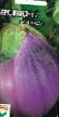 Eggplant  Serdcevidnyjj  grade Photo
