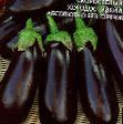 Eggplant  Sibirskijj Skorospelyjj 148 grade Photo